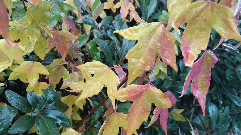 トウカエデの葉 東京都大田区平和島公園