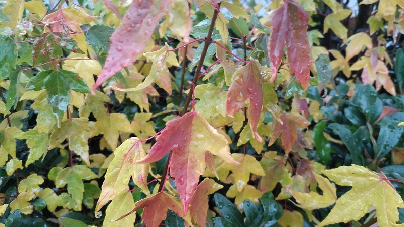 トウカエデの葉 東京都大田区平和島公園