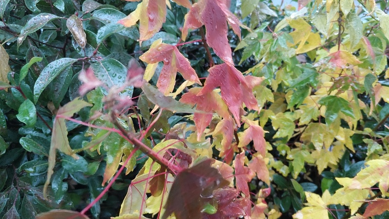 トウカエデの葉 東京都大田区平和島公園