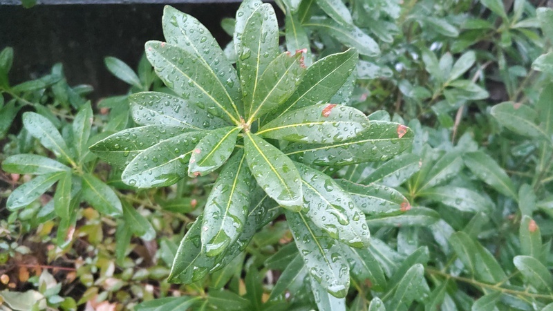 ヤマモモ 東京都大田区大和大橋
