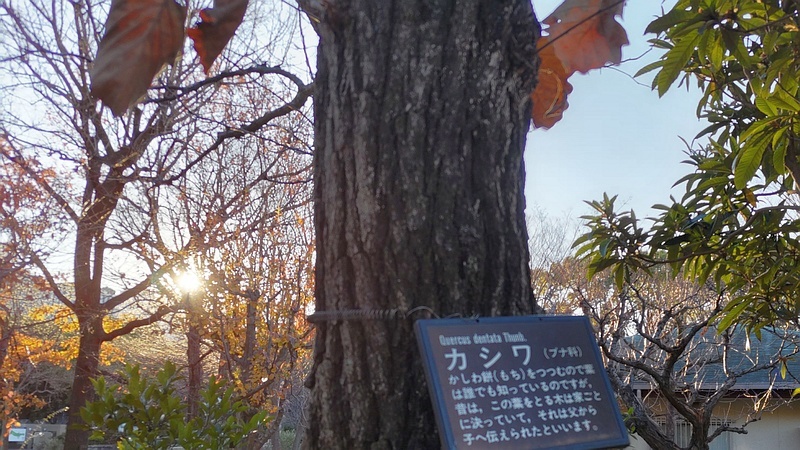 カシワの名札 東京都大田区平和の森公園