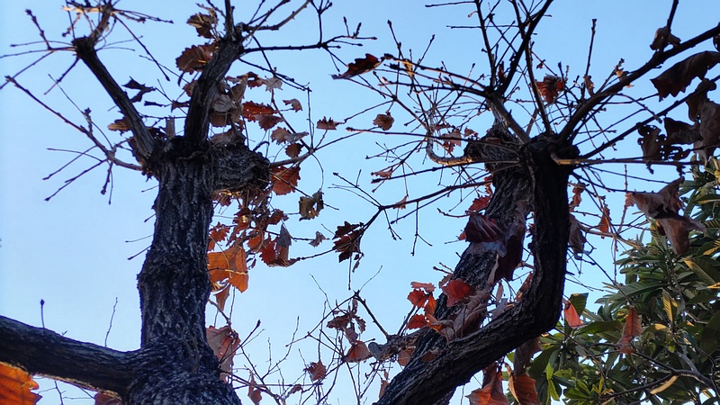 カシワ 東京都大田区平和の森公園