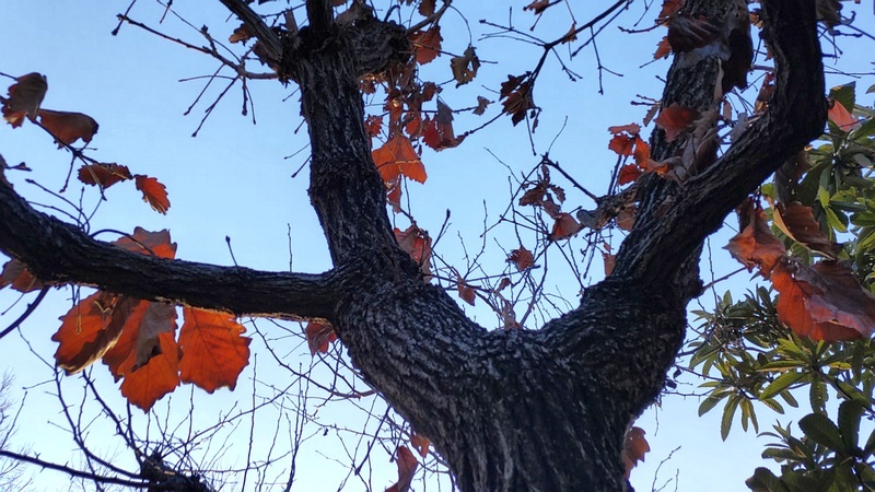 カシワ 東京都大田区平和の森公園