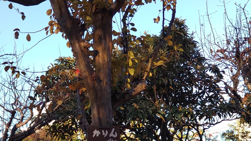 カリンの名札 東京都大田区平和の森公園