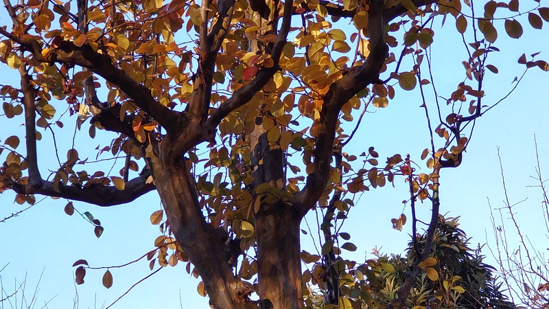 カリン 東京都大田区平和の森公園