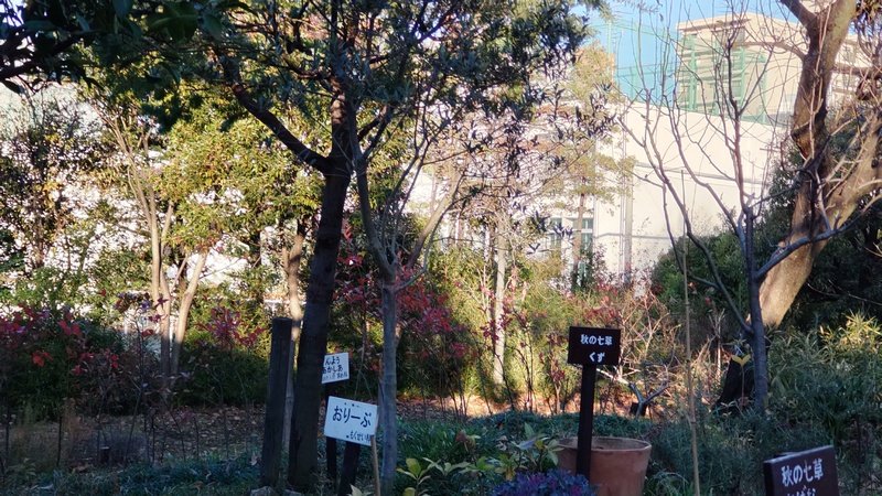 オリーブの名札 東京都大田区平和の森公園