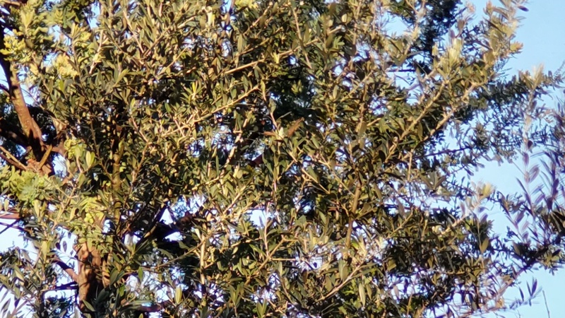 オリーブ 東京都大田区平和の森公園