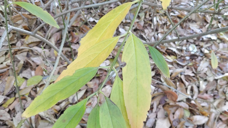 シロダモの葉 東京都大田区平和の森公園
