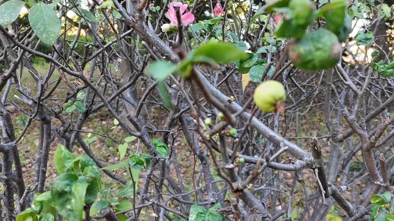 ボケの果実 東京都大田区平和島公園