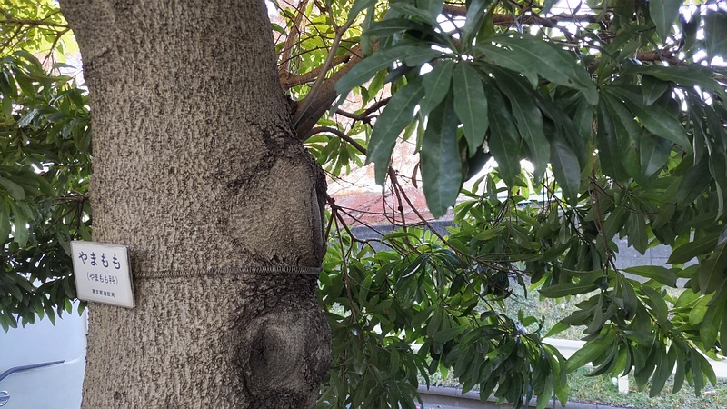 ヤマモモの名札 東京都大田区平和島公園