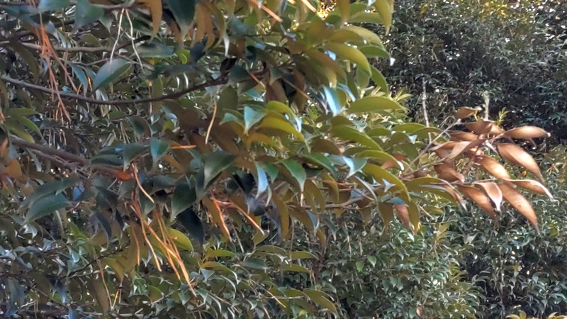 スダジイ 横浜市旭区希望が丘ふれあいの森公園