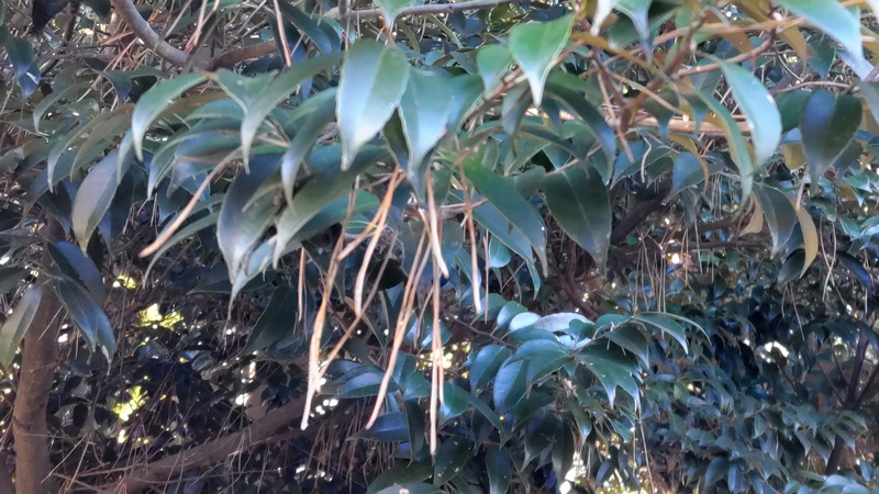 スダジイ 横浜市旭区希望が丘ふれあいの森公園