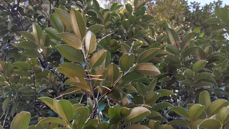 スダジイ 横浜市旭区希望が丘ふれあいの森公園