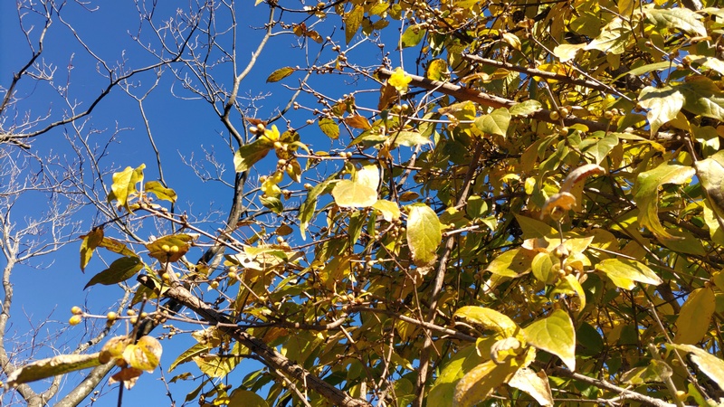 ロウバイの蕾 横浜市旭区中希望が丘