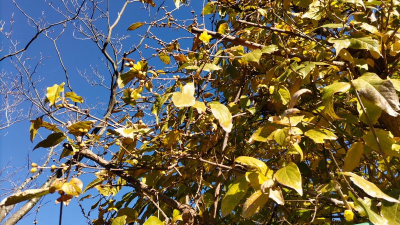 ロウバイの蕾 横浜市旭区中希望が丘