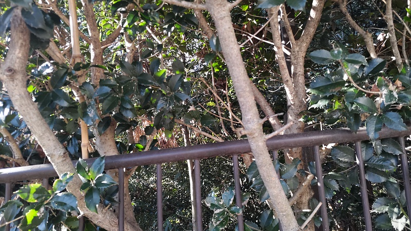 ヒイラギモクセイ 横浜市瀬谷区長屋門公園