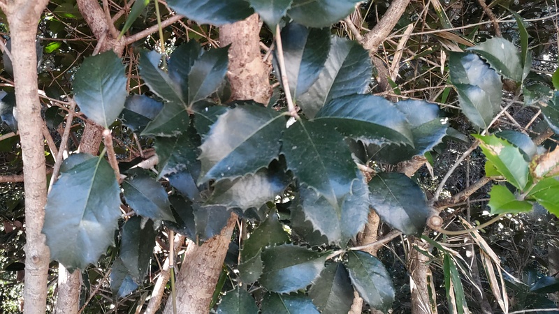 ヒイラギモクセイ 横浜市瀬谷区長屋門公園