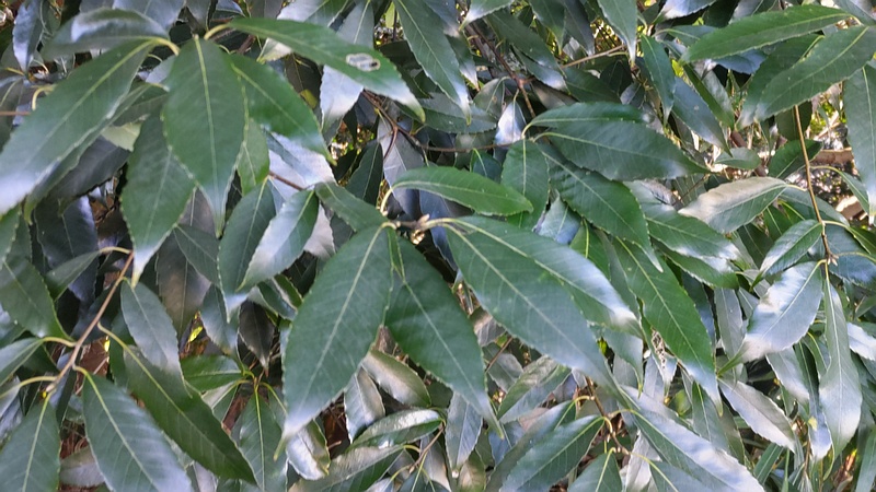シラカシ 横浜市瀬谷区長屋門公園