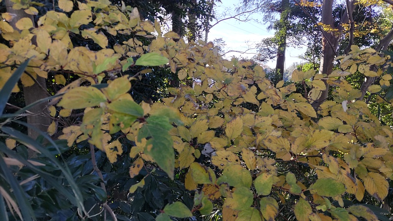ミズキ 横浜市瀬谷区長屋門公園