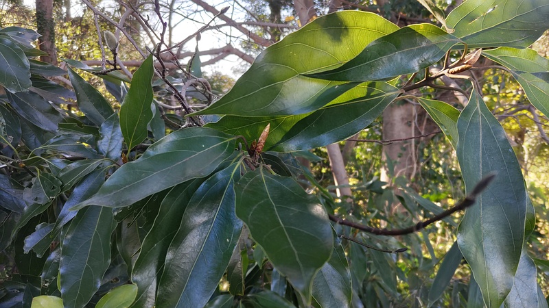 シロダモの葉 横浜市瀬谷区長屋門公園