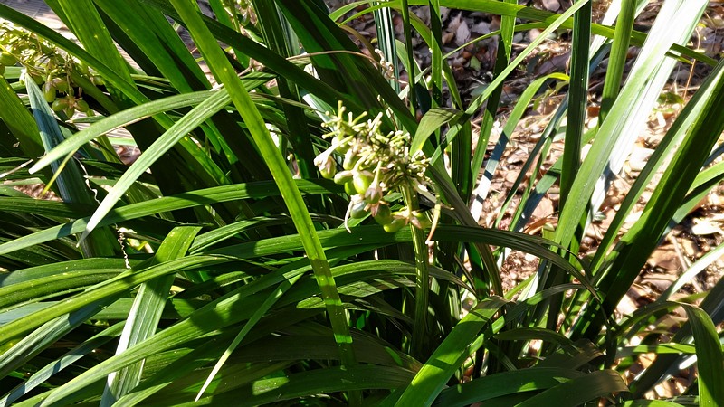 ノシランの果実 横浜市瀬谷区長屋門公園