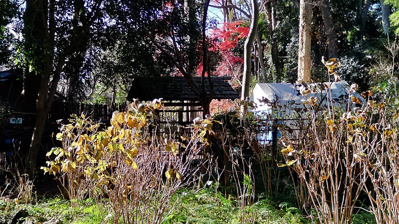 ニオイトサミズキ？ 横浜市瀬谷区長屋門公園