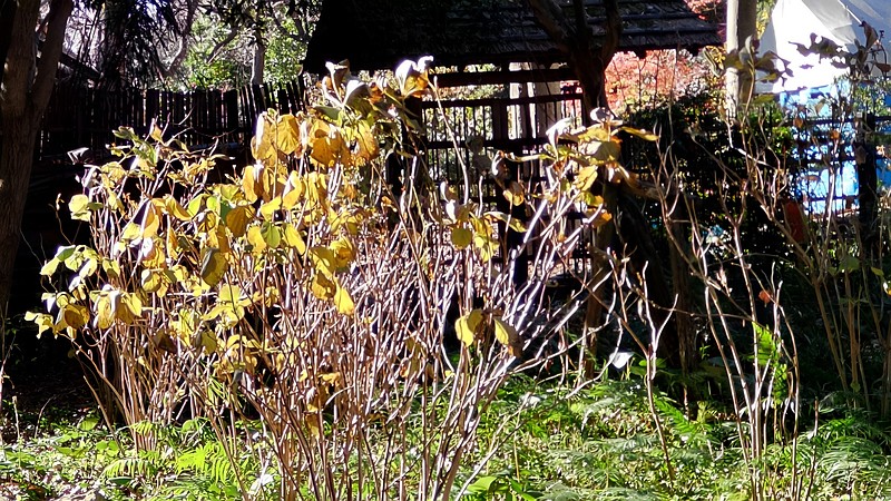ニオイトサミズキ？ 横浜市瀬谷区長屋門公園