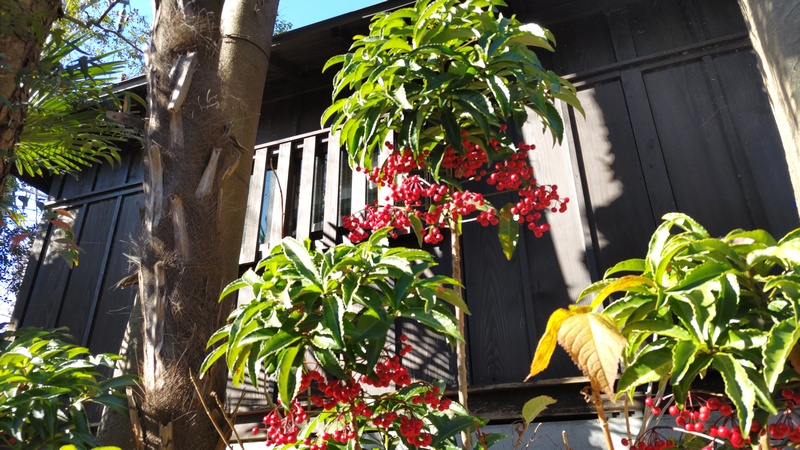 長屋門のマンリョウ 横浜市瀬谷区長屋門公園