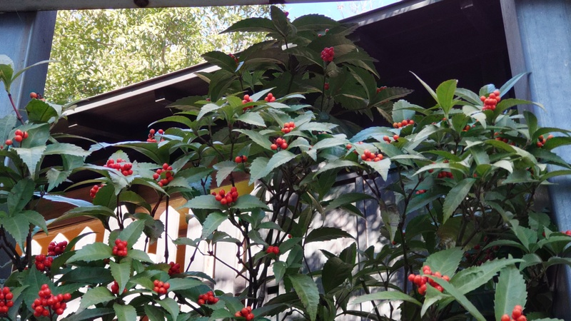 長屋門のセンリョウ 横浜市瀬谷区長屋門公園