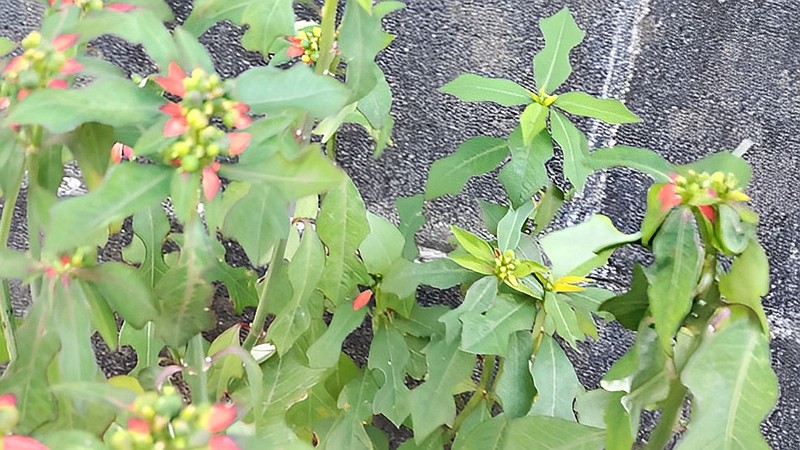 ショウジョウソウ 横浜市瀬谷区阿久和東