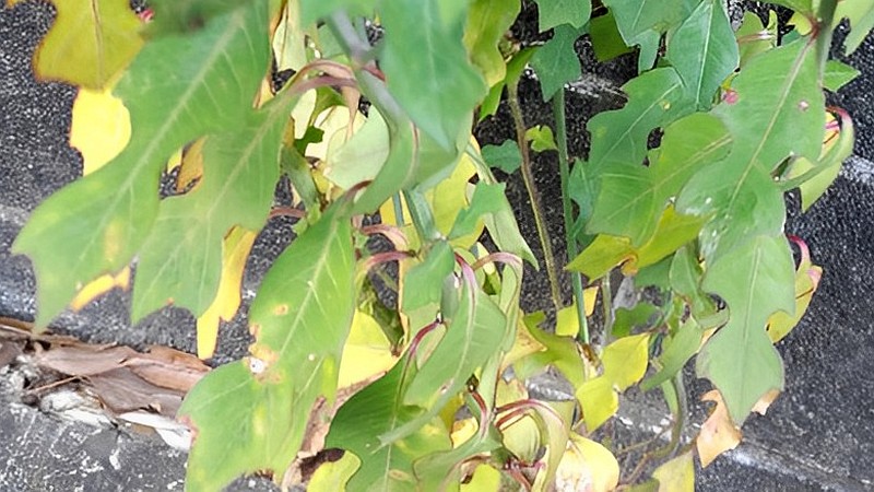 ショウジョウソウ 横浜市瀬谷区阿久和東