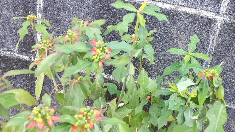 ショウジョウソウ 横浜市瀬谷区阿久和東