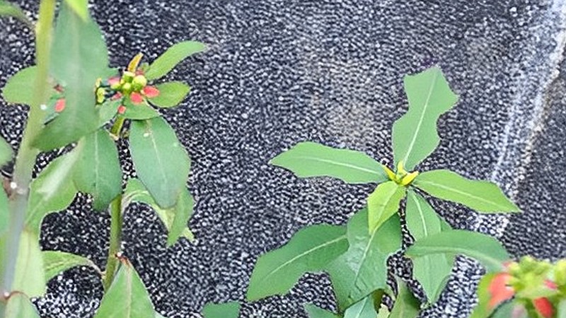 ショウジョウソウ 横浜市瀬谷区阿久和東