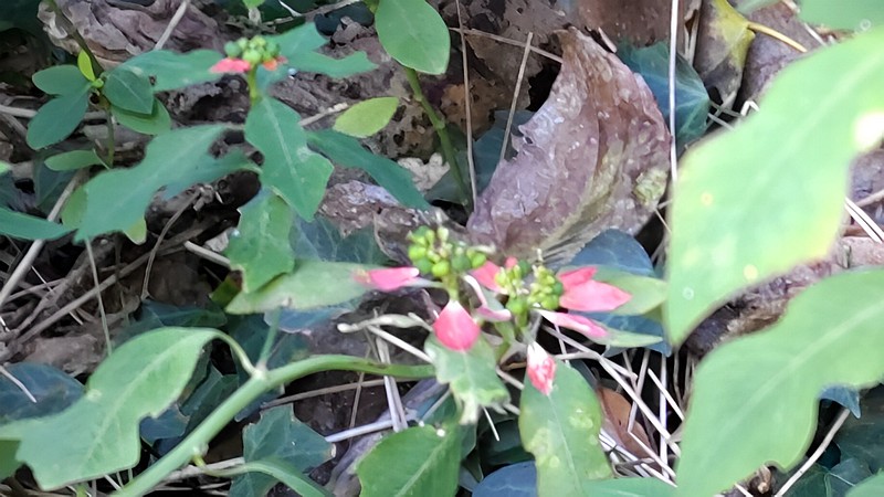 ショウジョウソウ 横浜市瀬谷区阿久和東
