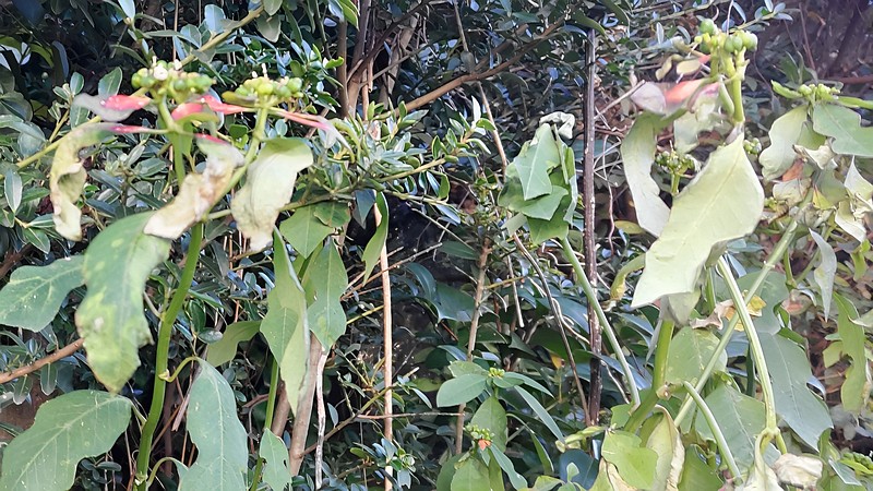 ショウジョウソウ 横浜市瀬谷区阿久和東