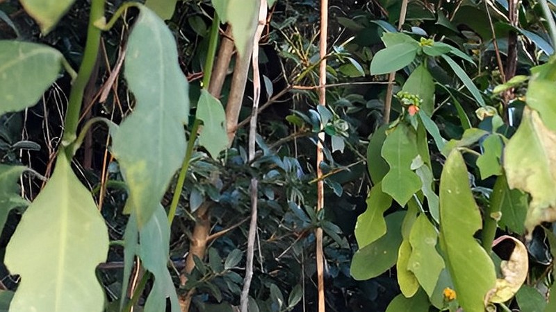 ショウジョウソウ 横浜市瀬谷区阿久和東