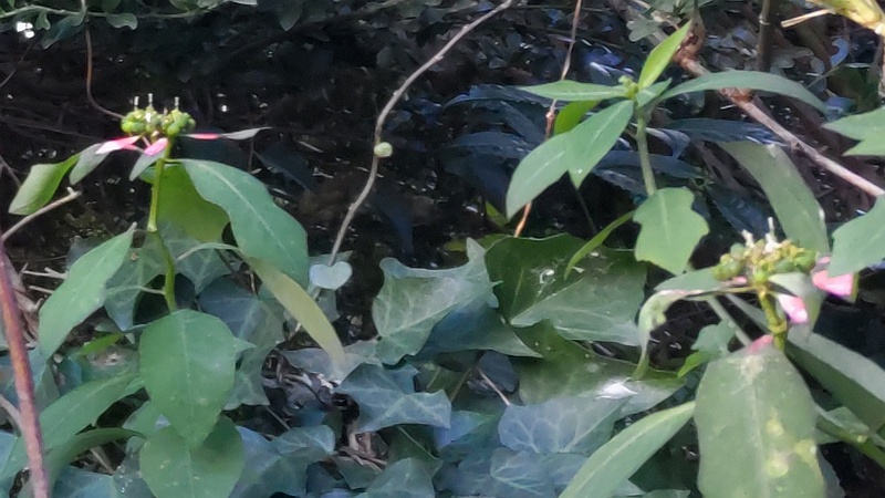 ショウジョウソウ 横浜市瀬谷区阿久和東