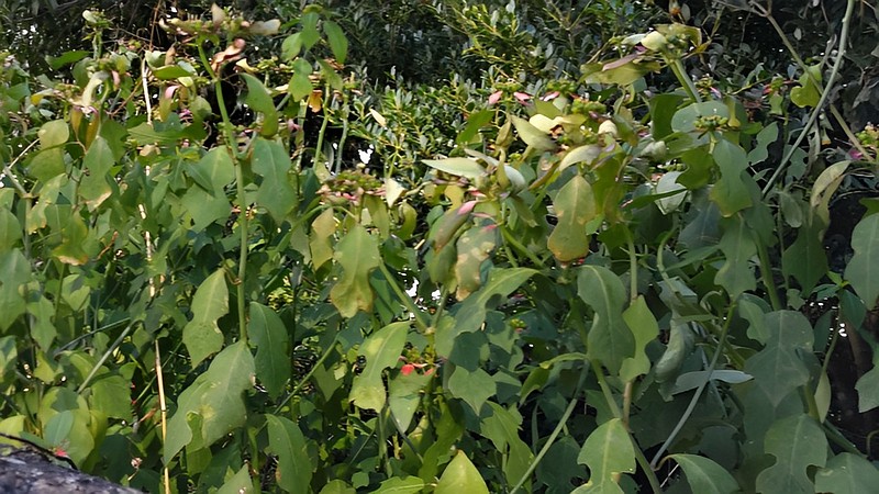 ショウジョウソウ 横浜市瀬谷区阿久和東