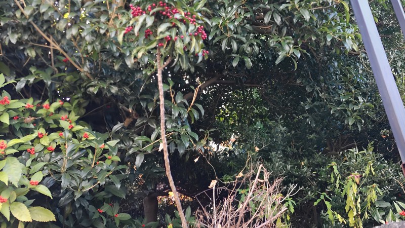 センリョウとマンリョウ 横浜市瀬谷区阿久和東