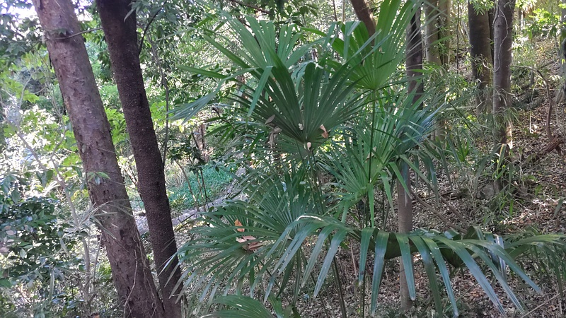 シュロ 横浜市瀬谷区長屋門公園