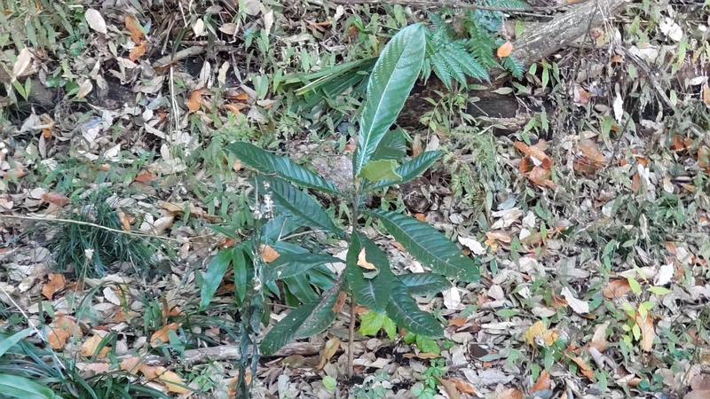 ビワの幼木 横浜市瀬谷区長屋門公園