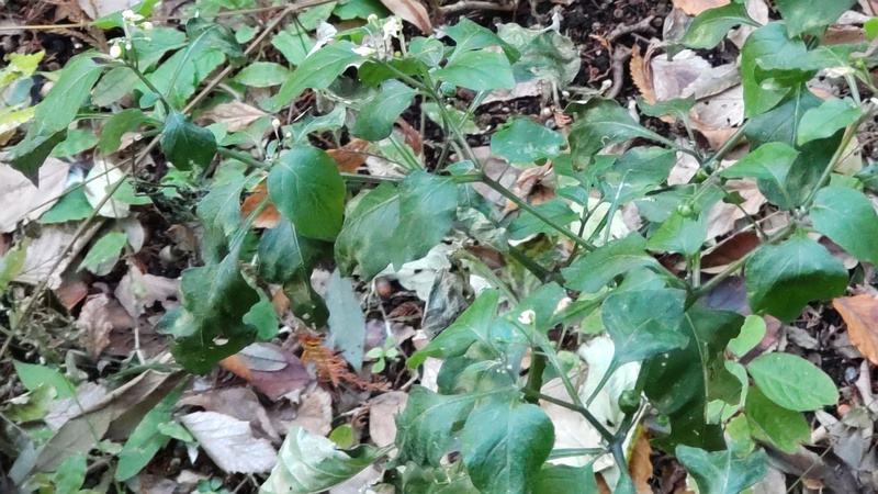 イヌホオズキ 横浜市瀬谷区長屋門公園