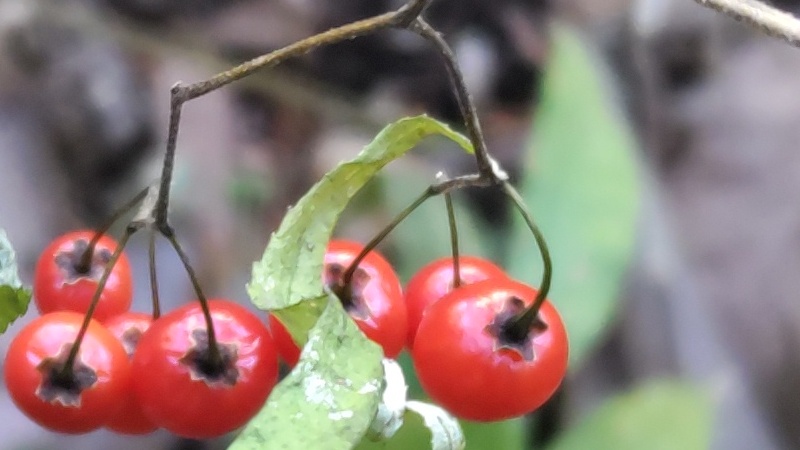 ヒヨドリジョウゴの果実 横浜市瀬谷区長屋門公園