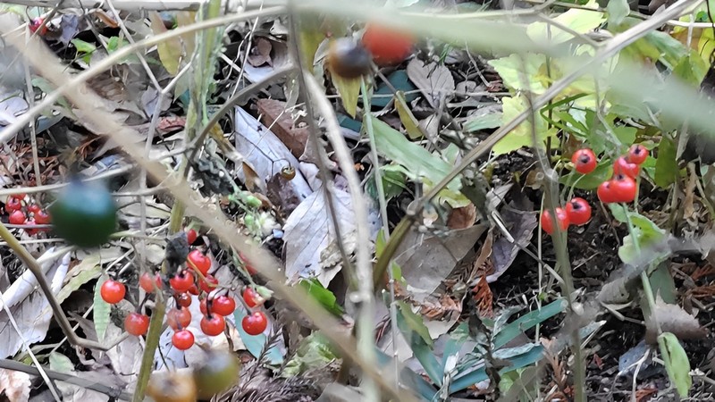 ヒヨドリジョウゴの果実 横浜市瀬谷区長屋門公園