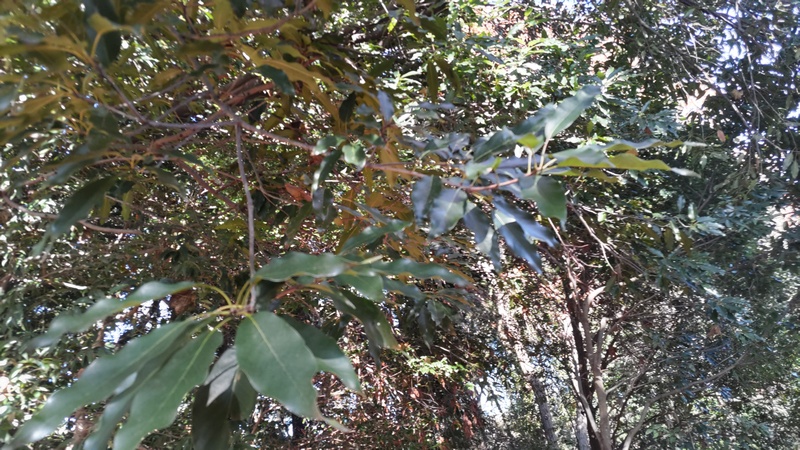 アカガシ 横浜市瀬谷区長屋門公園