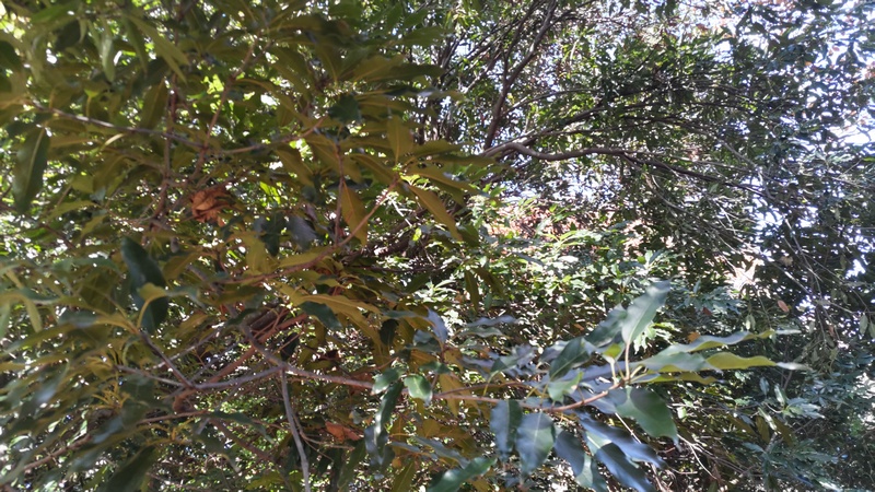 アカガシ 横浜市瀬谷区長屋門公園