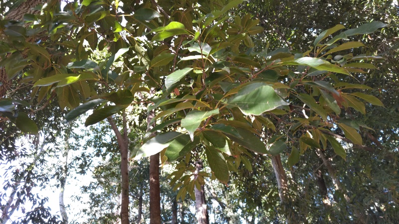 アカガシ 横浜市瀬谷区長屋門公園