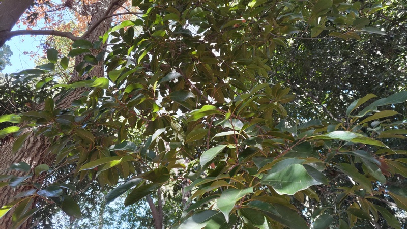 アカガシ 横浜市瀬谷区長屋門公園