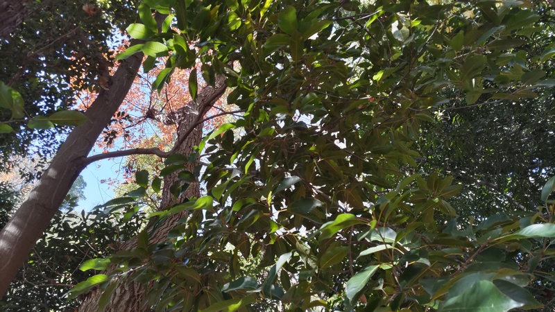 アカガシ 横浜市瀬谷区長屋門公園