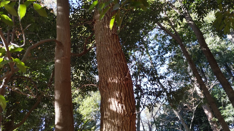 アカガシ 横浜市瀬谷区長屋門公園